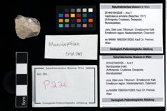 Foto (Objekt + Etikett) von Mundopsidae indet.  (NHMW-GEO-2014-0194-0226)